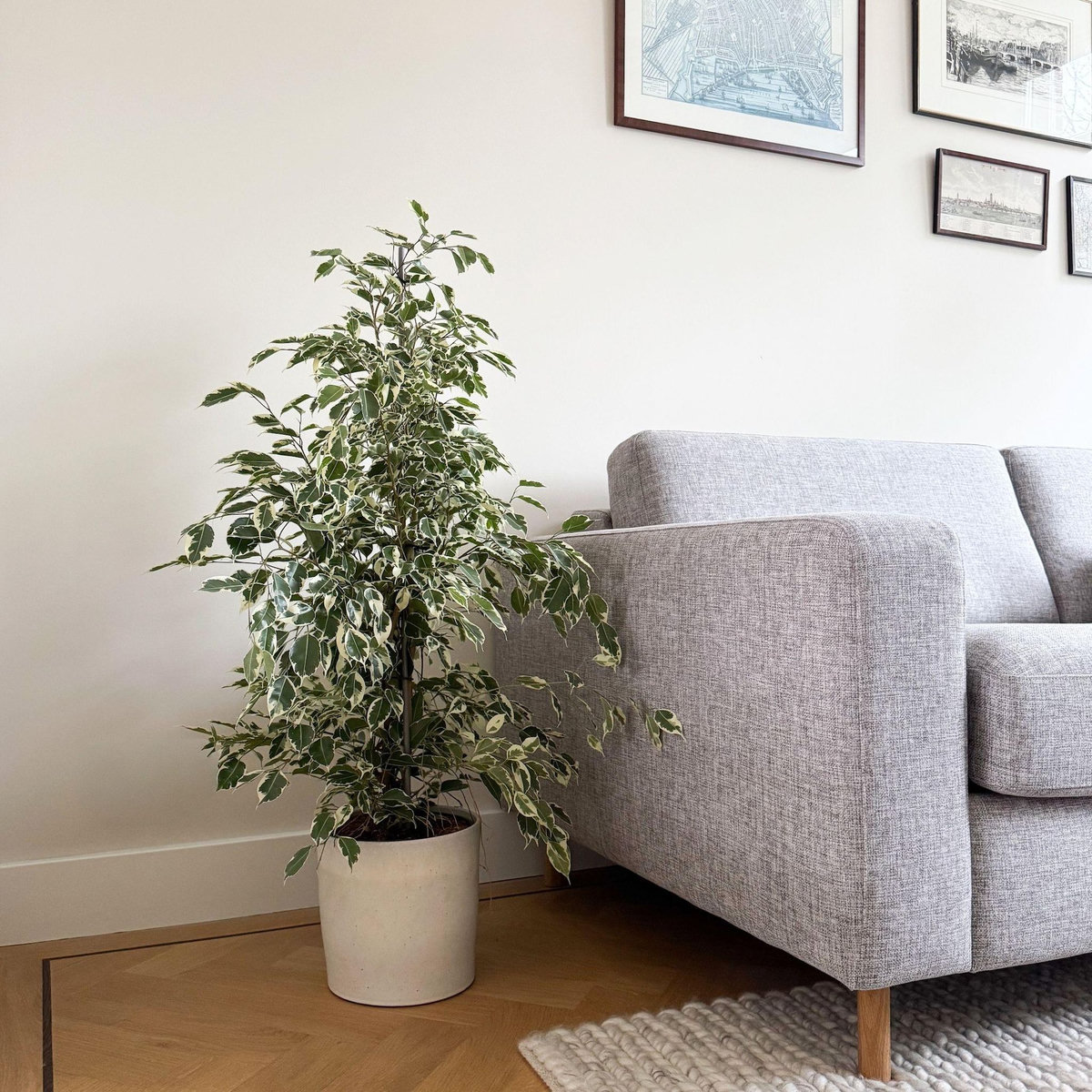 PLANT IN A BOX Ficus pleureur - Ficus Benjamina 'Twilight' - Hauteur 100-110cm - ⌀21cm