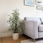 Voir la diapositive 5 : PLANT IN A BOX Ficus pleureur - Ficus Benjamina 'Twilight' - Hauteur 100-110cm - ⌀21cm