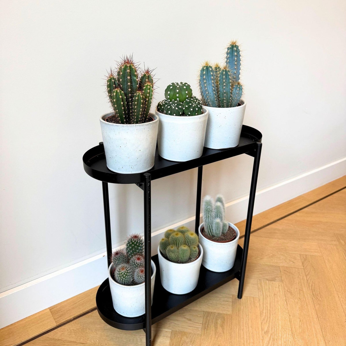 PLANT IN A BOX Mélange de cactus - Lot de 6 - Cactus - Hauteur 15-20cm - ⌀10,5cm