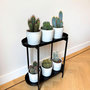 Voir la diapositive 4 : PLANT IN A BOX Mélange de cactus - Lot de 6 - Cactus - Hauteur 15-20cm - ⌀10,5cm