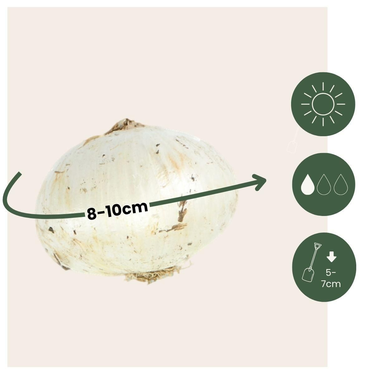 PLANT IN A BOX Ail - Set de 30 - Allium 'Nectaroscordum' - Bulbes à fleurs - Rose