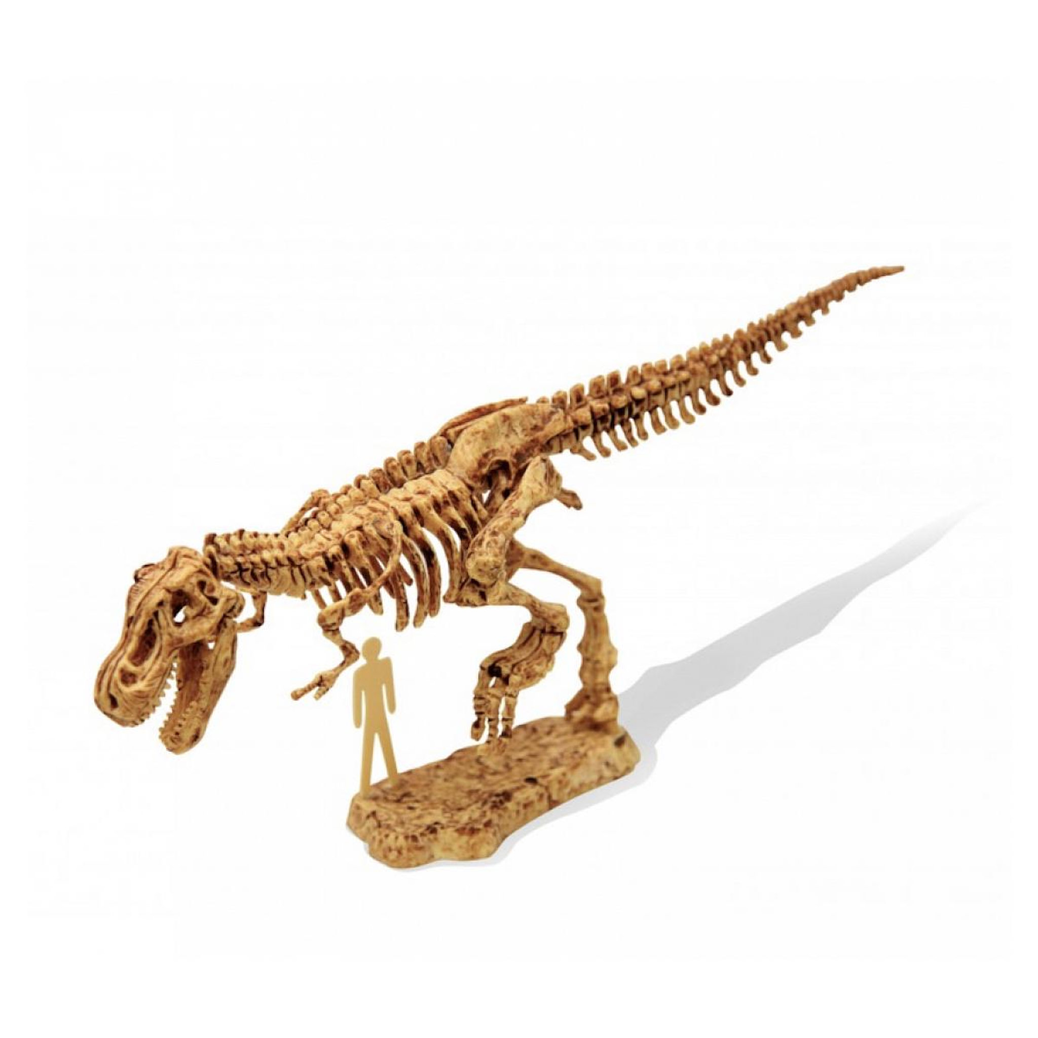 Voir la diapositive 3 : BUKI Dinokit - Tyrannosaure -