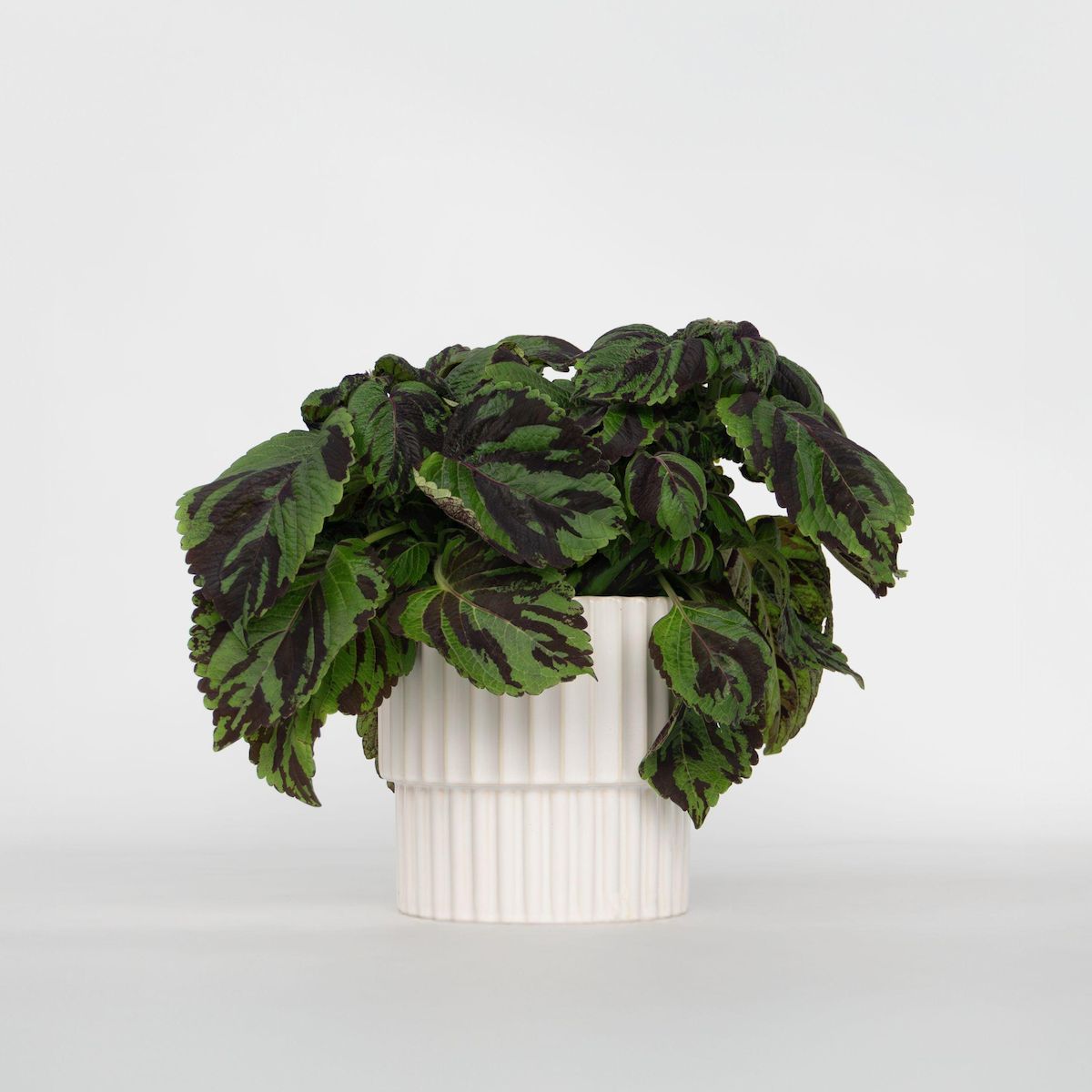 PLANT IN A BOX Coléus - Coleus Tiger - Hauteur 25-35cm - ø17cm