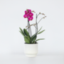 Voir la diapositive 5 : PLANT IN A BOX Orchidée papillon - Phalaenopsis Multiflora - Hauteur 35-45cm - ⌀12cm
