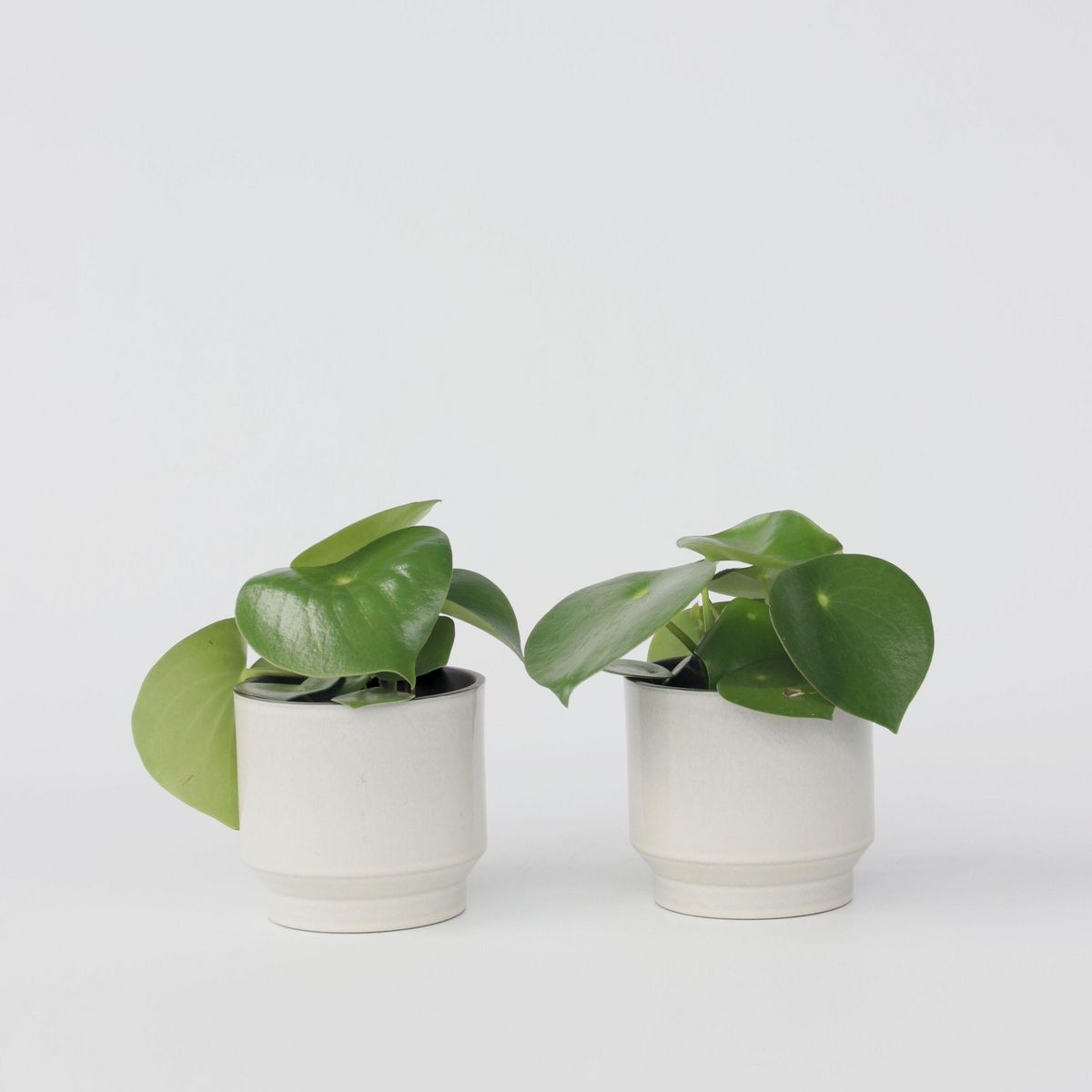 PLANT IN A BOX Pépéromie - Set de 2 - Peperomia polybotrya - Hauteur 20-30cm - ⌀12cm