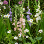 Voir la diapositive 3 : PLANT IN A BOX Glaïeul - Set de 60 - Gladiolus Pastel Mix - Bulbes à fleurs
