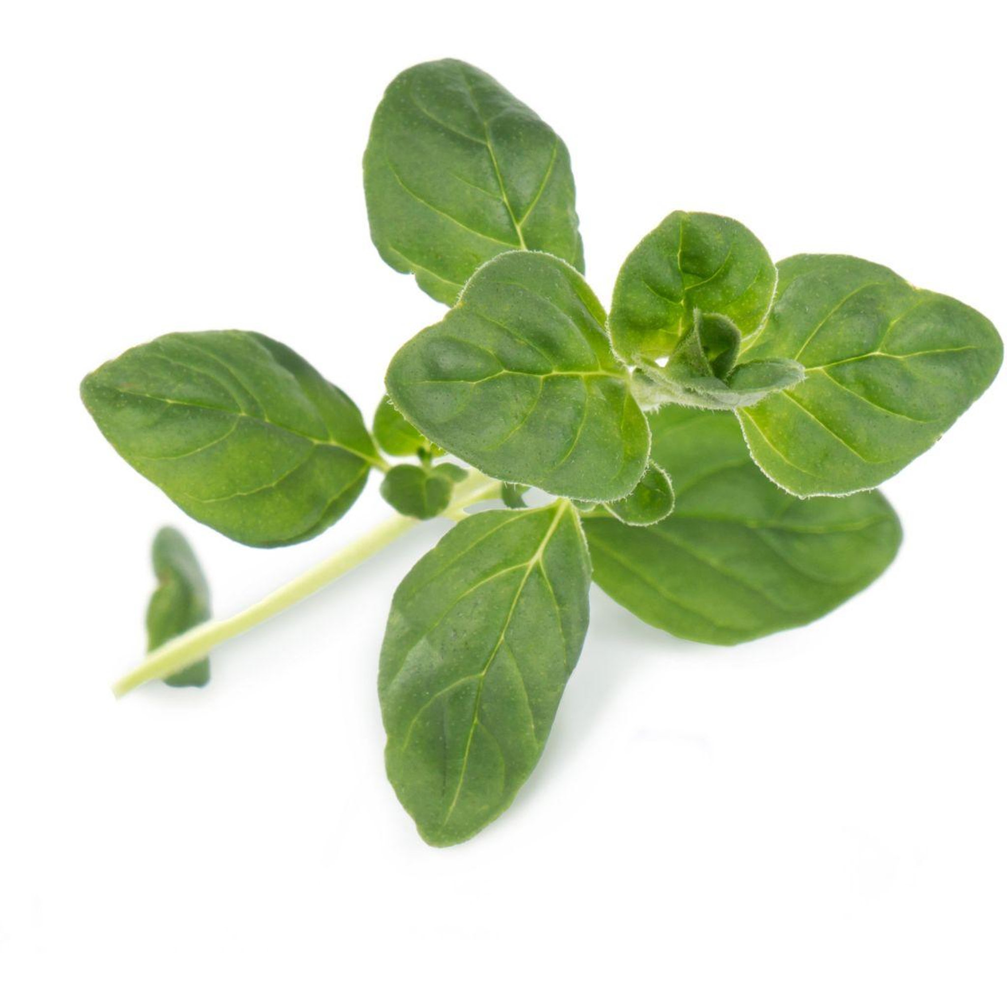 Voir la diapositive 2 : VERITABLE Recharge jardin d'intérieur Origan BIO