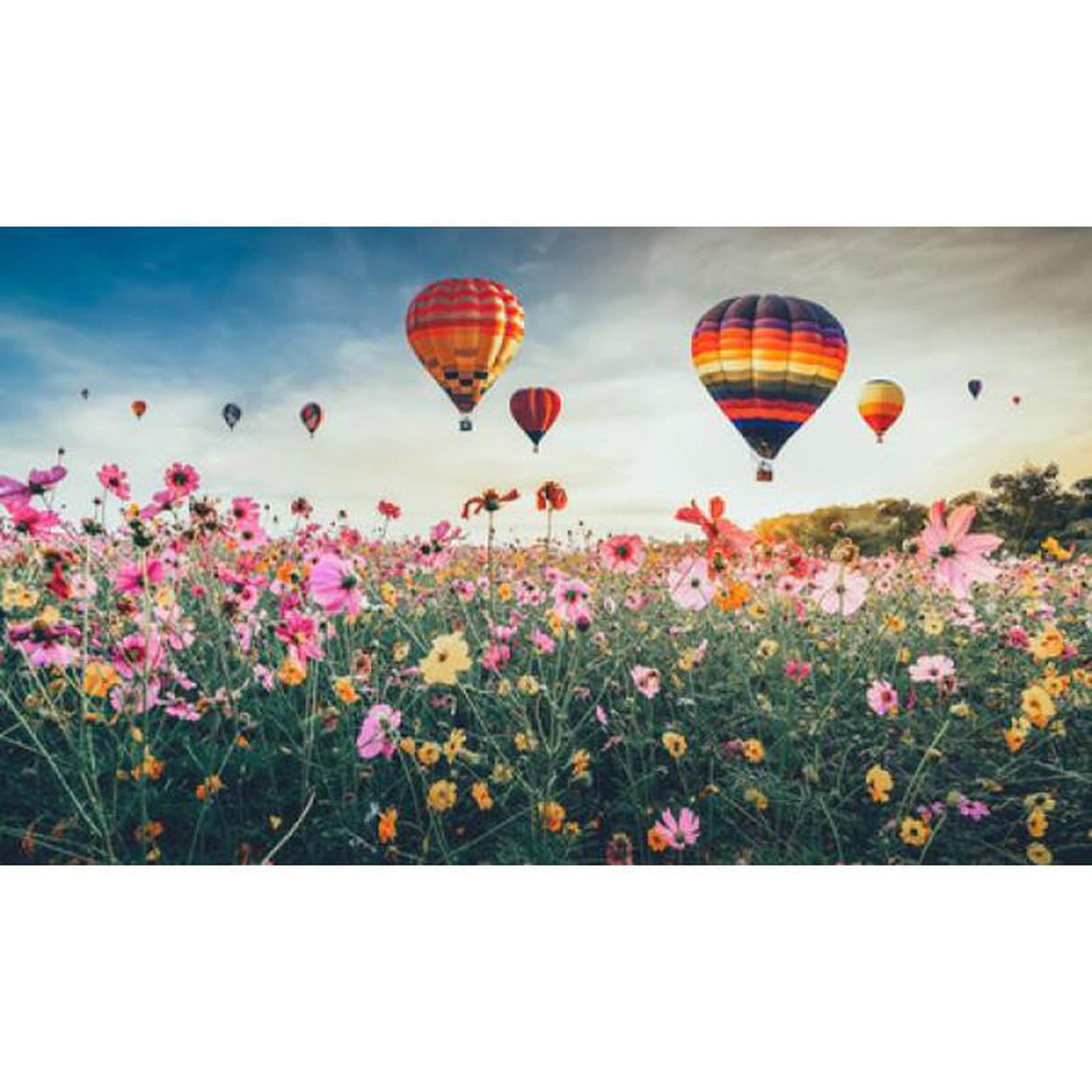 Voir la diapositive 2 : ALIZE Puzzle 1000 pièces Champ de montgolfières – Paysage aérien – Adulte – Alizé