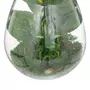  Terrarium en Verre  Bota  29cm Transparent & Vert