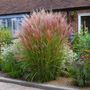 Voir la diapositive 5 : PLANT IN A BOX Roseau de Chine - Miscanthus sinensis 'Red Chief' - Hauteur 40-60cm - ⌀23cm