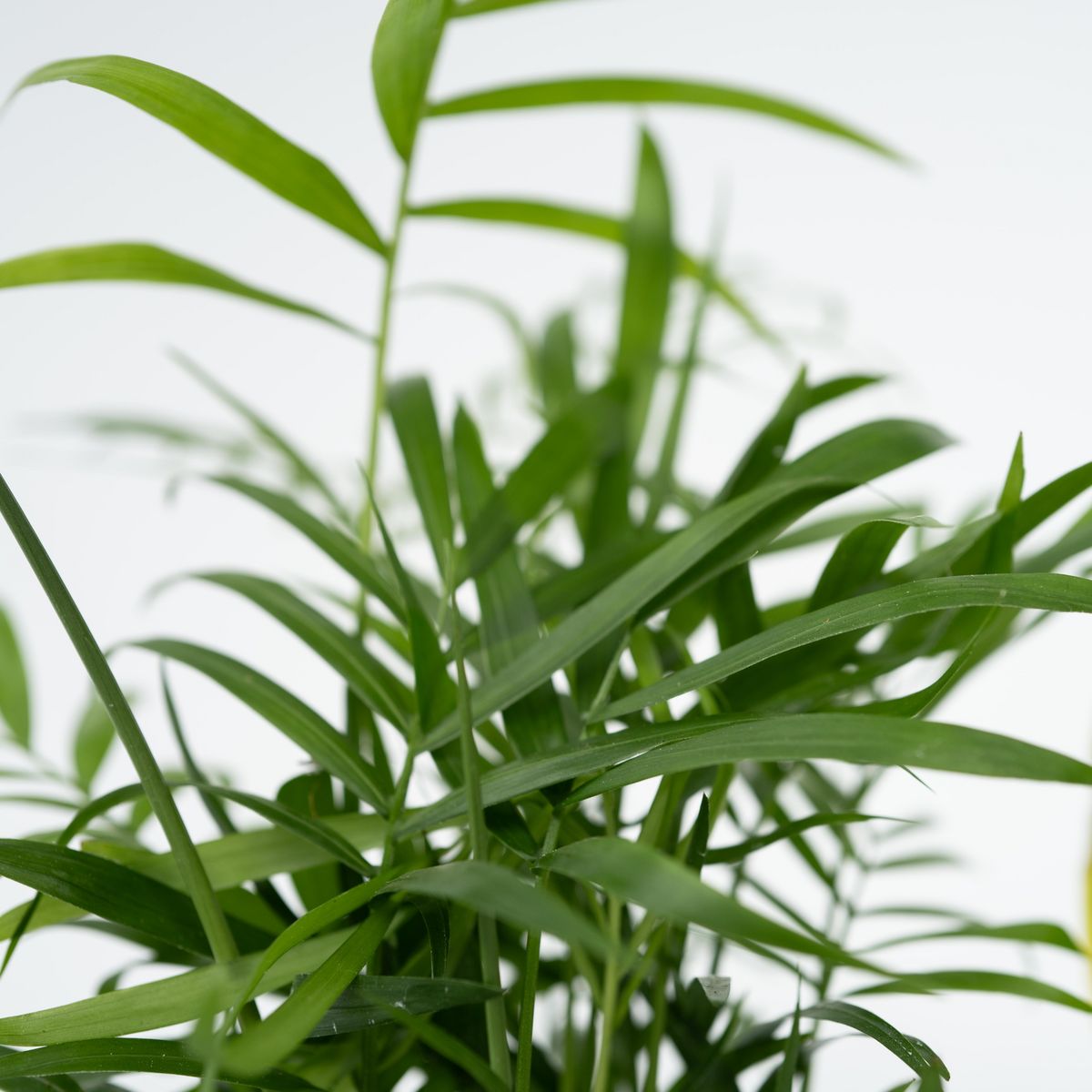 PLANT IN A BOX Mélange de plantes faciles d'entretien - Set de 4 - Hauteur 25-40cm - ⌀12cm