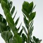 Voir la diapositive 3 : PLANT IN A BOX Plante ZZ - Zamioculcas Emerald - Hauteur 70-80cm - ⌀21cm