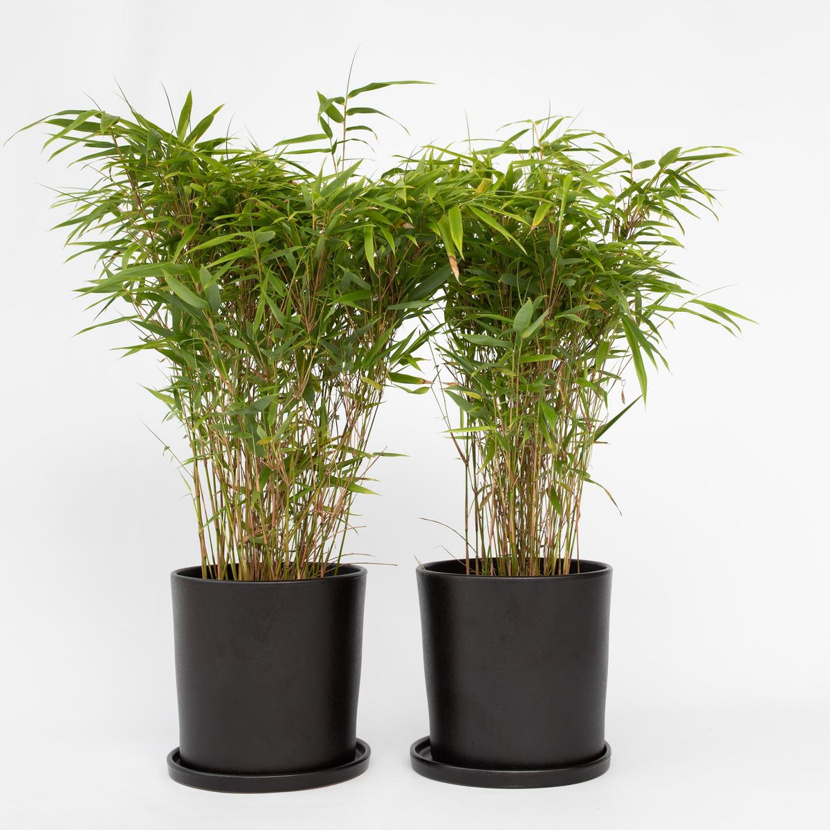 PLANT IN A BOX Bambou non-traçant - Set de 6 - Fargesia nitida 'Gansu' - H50-70cm - ⌀17cm