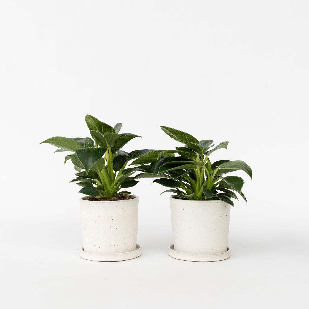 PLANT IN A BOX Plante verte - Set de 2 - Philodendron 'White Wave' - Hauteur 25-40cm - ⌀12cm