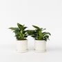 Voir la diapositive 5 : PLANT IN A BOX Plante verte - Set de 2 - Philodendron 'White Wave' - Hauteur 25-40cm - ⌀12cm