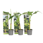 PLANT IN A BOX Bananier du Japon - Set de 3 - Musa basjoo - Hauteur 25-40cm - ⌀9cm