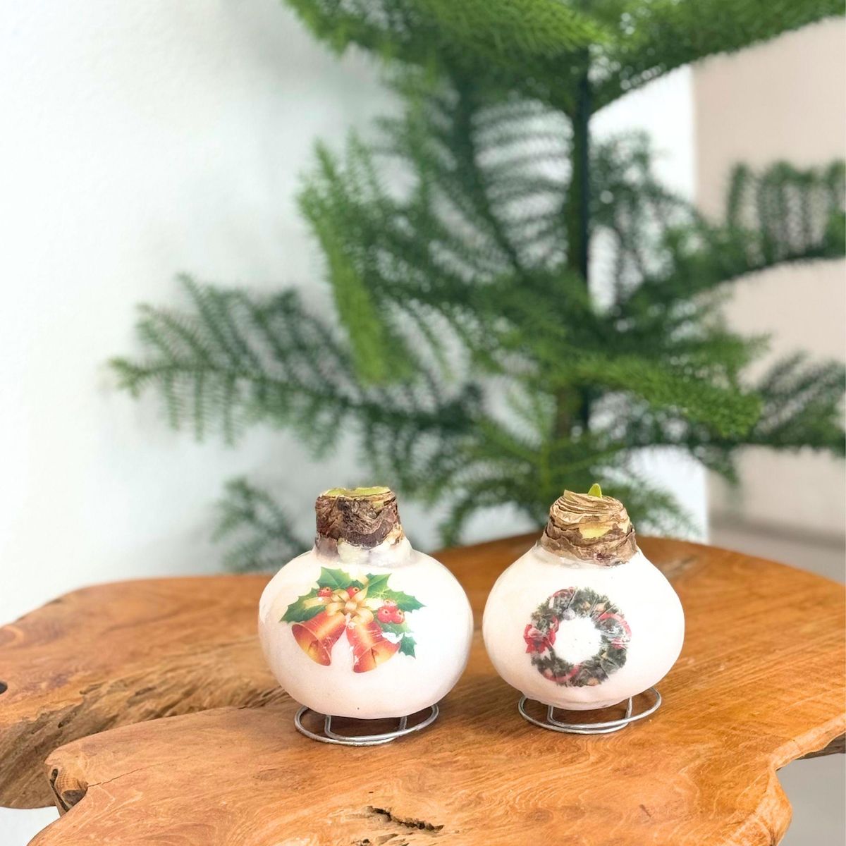 PLANT IN A BOX Amaryllis - Hippeastrum 'Couronne en Cire de Porcelaine'