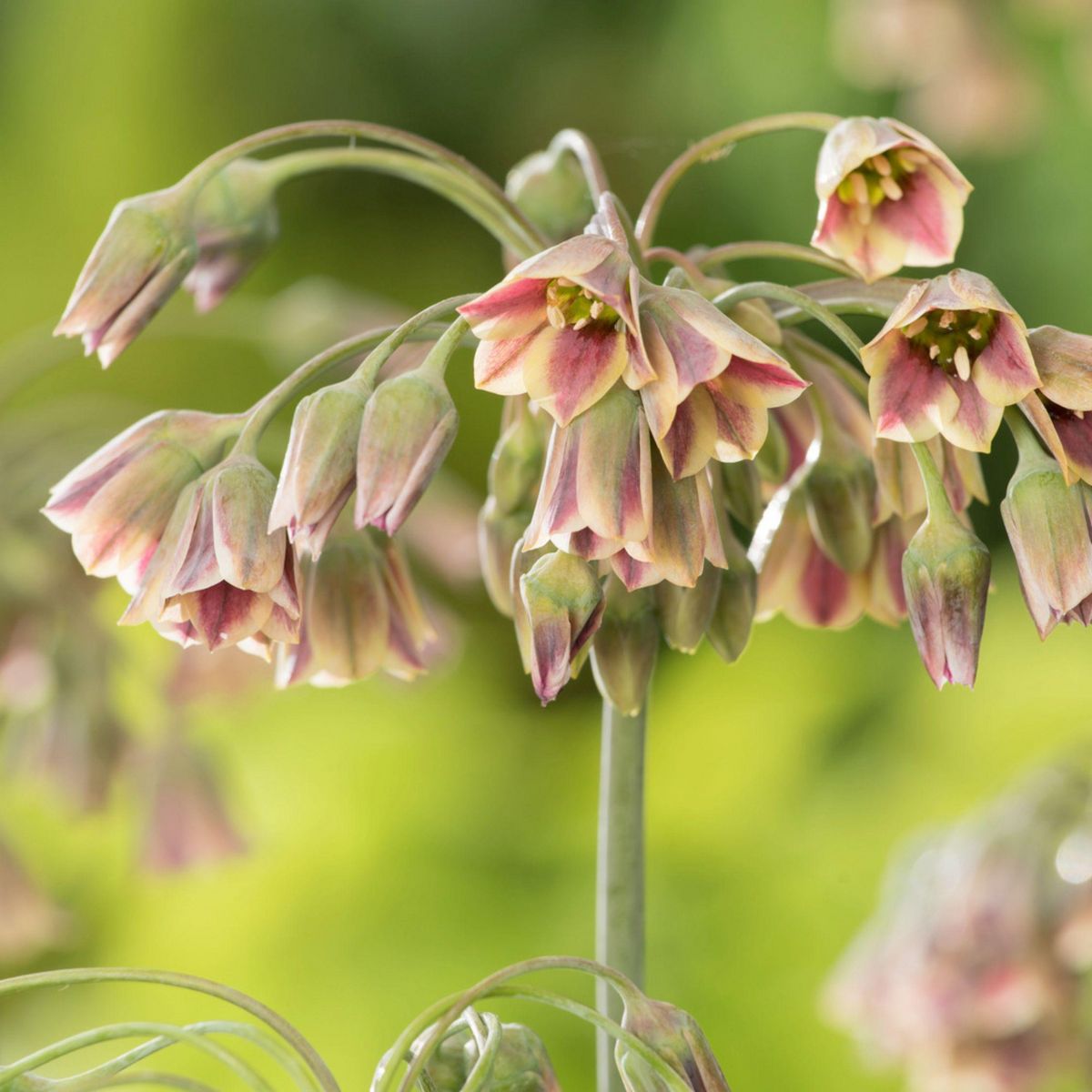 PLANT IN A BOX Mélange de bulbes qui attirent les papil - Set de 40
