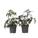 PLANT IN A BOX Sureau noir - Set de 2 - Sambucus nigra 'Black Lace' - Hauteur 25-40cm - ⌀17cm