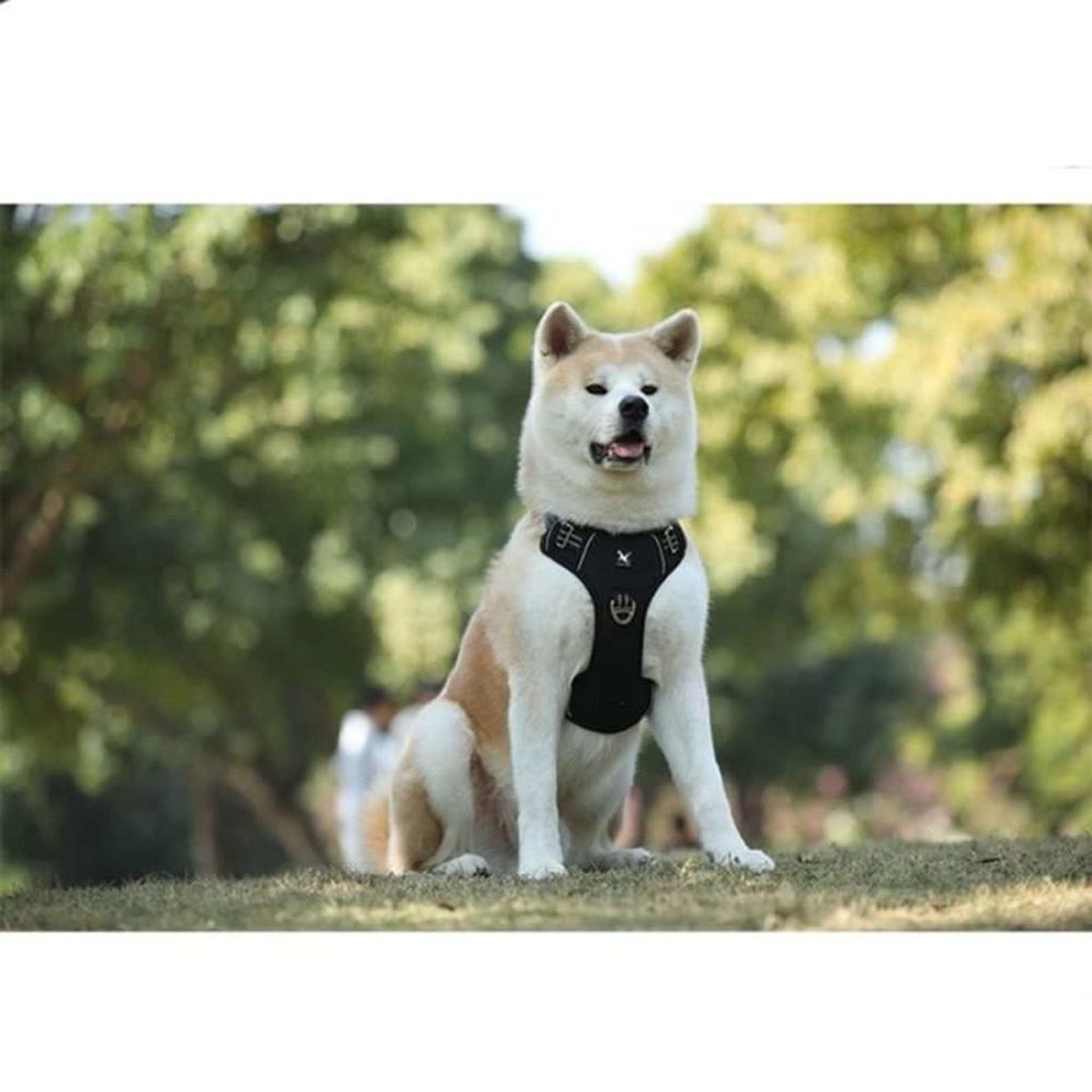 Voir la diapositive 3 : Harnais anti-traction pour chien taille M noir, poignée de contrôle, sangles réglables, anneaux avant et arrière, éléments réfléchissants