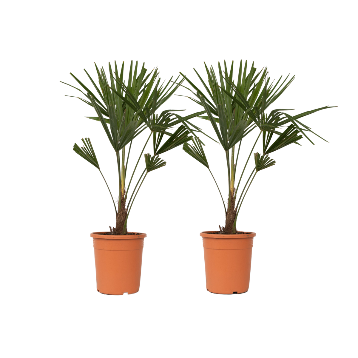 PLANT IN A BOX Palmier de Chine - Set de 2 - Trachycarpus Fortunei - Hauteur 65-75cm - ⌀21cm