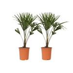PLANT IN A BOX Palmier de Chine - Set de 2 - Trachycarpus Fortunei - Hauteur 65-75cm - ⌀21cm