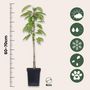 Voir la diapositive 2 : PLANT IN A BOX Pommier - Set de 3 - Malus - Hauteur 60-70cm - ⌀9cm