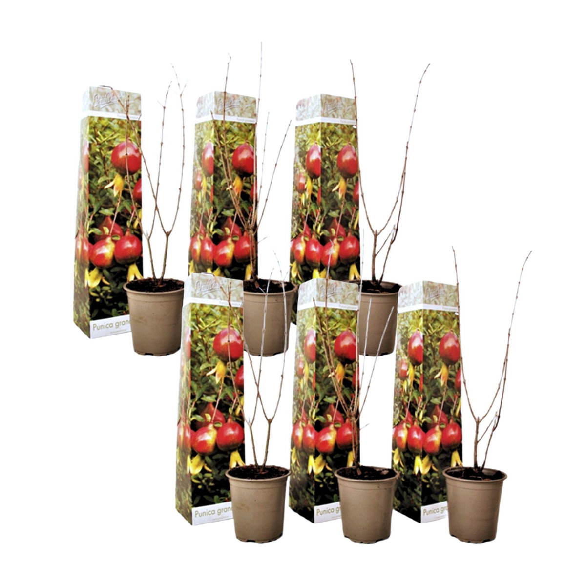 PLANT IN A BOX Grenadier - Set de 6 - Punica granatum - Hauteur 25-40cm - ⌀9cm