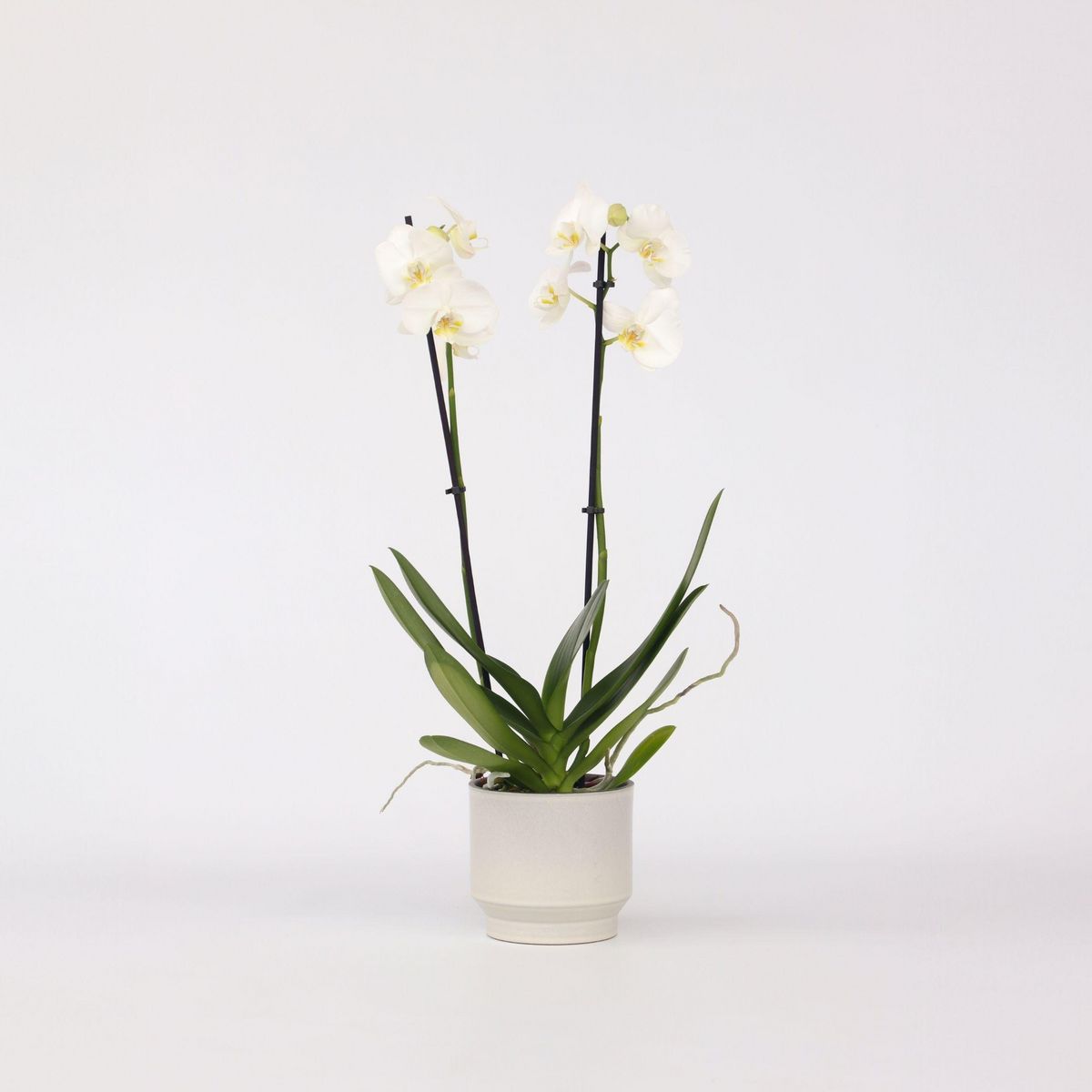PLANT IN A BOX Orchidée papillon - Phalaenopsis - Hauteur 50-60cm - ⌀12cm