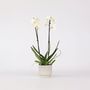 Voir la diapositive 5 : PLANT IN A BOX Orchidée papillon - Phalaenopsis - Hauteur 50-60cm - ⌀12cm