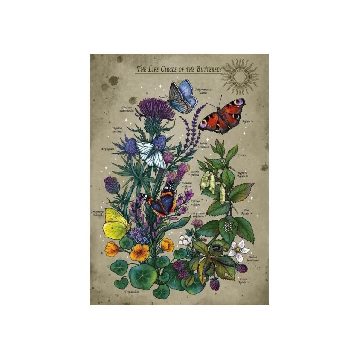 RAVENSBURGER Puzzle - RAVENSBURGER - Le Cercle de Vie du Papillon - 1000 pieces - Multicolore - a partir de 14 ans