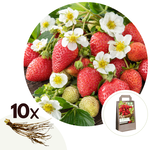 PLANT IN A BOX Fraisier - Set de 10 - Fragaria elsanta - Rhizomes - Rouge