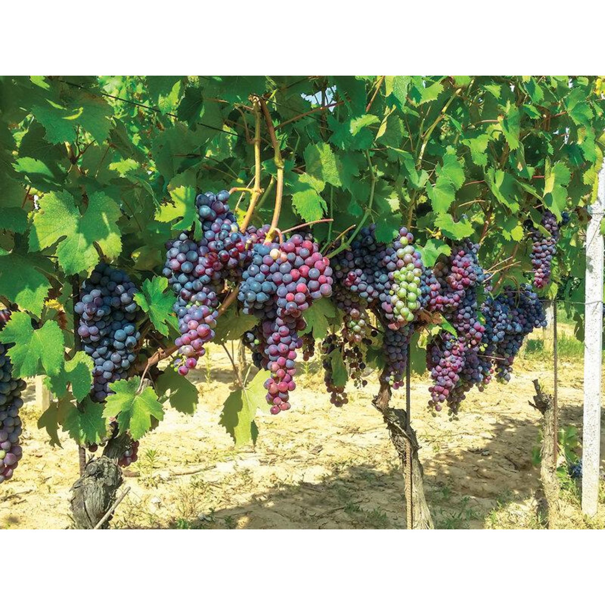 Smartbox Séjour œnologique et sortie culturelle - Coffret Cadeau Multi-thèmes