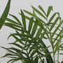 Voir la diapositive 3 : PLANT IN A BOX Mélange de Palmiers d'intérieur - Set de 3 - H70-90cm - ⌀17cm