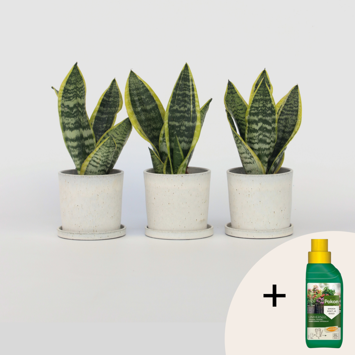 PLANT IN A BOX Langue de belle-mère - Set de 3 - Sansevieria 'Superba' - H35-40cm - ⌀12cm