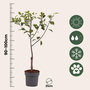 Voir la diapositive 2 : PLANT IN A BOX Prunier - Prunus domestica 'Opal' - Hauteur 90-100cm - ⌀21cm
