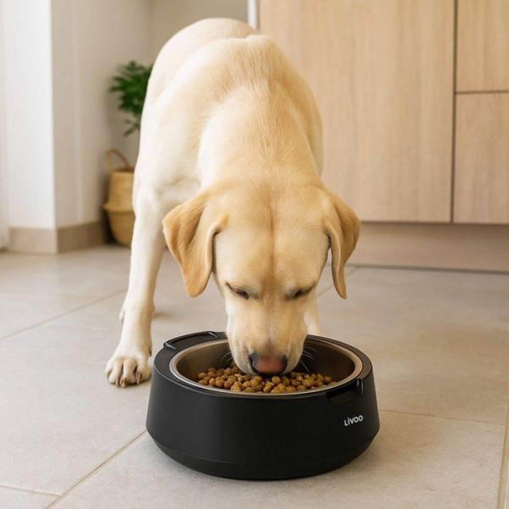 Voir la diapositive 6 : LIVOO Gamelle avec balance 5kg - pet109n
