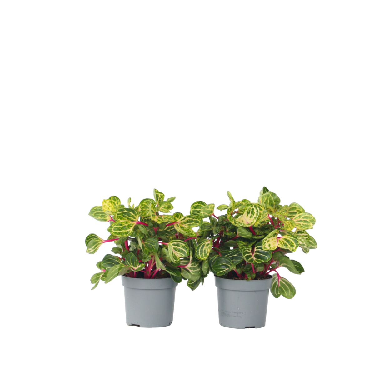 PLANT IN A BOX Feuille de sang - Set de 2 - Iresine herbstii - Hauteur 20-30cm - ⌀13cm