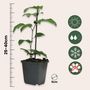 Voir la diapositive 2 : PLANT IN A BOX Passiflore - Set de 6 - Passiflora hybridum - Hauteur 25-40cm - ⌀9cm