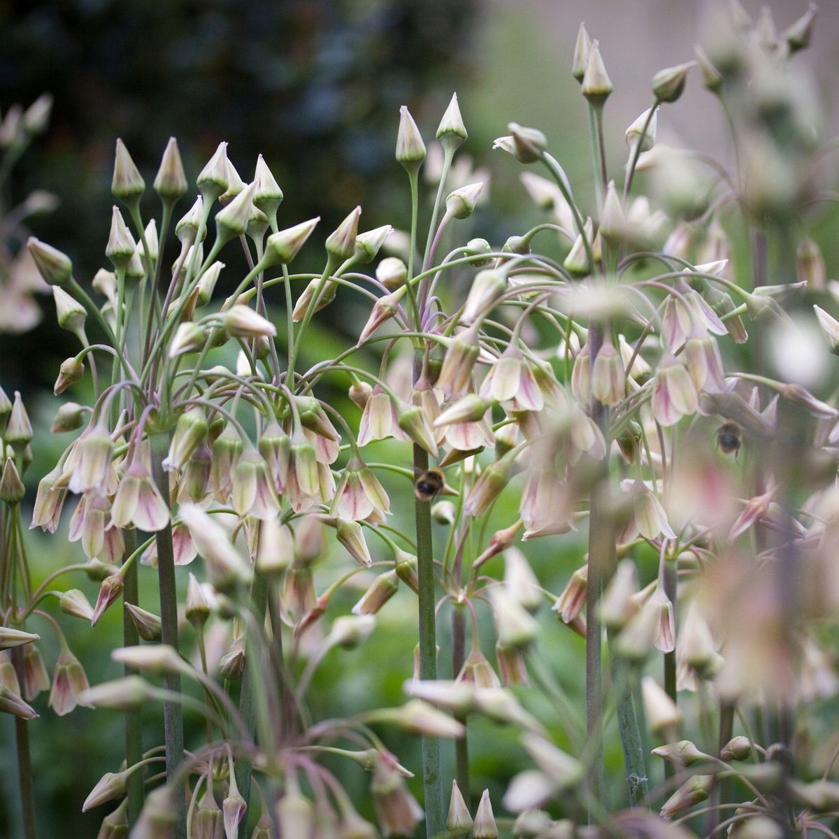 PLANT IN A BOX Ail - Set de 30 - Allium 'Nectaroscordum' - Bulbes à fleurs - Rose
