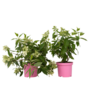 Voir la diapositive 1 : PLANT IN A BOX Hortensia - Set de 2 - Hydrangea paniculata 'Confetti' - Hauteur 25-40cm - ⌀19cm