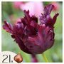 Voir la diapositive 1 : PLANT IN A BOX Tulipe - Set de 21 - Tulipa 'Black Parrot' - Bulbes à fleurs - Violet