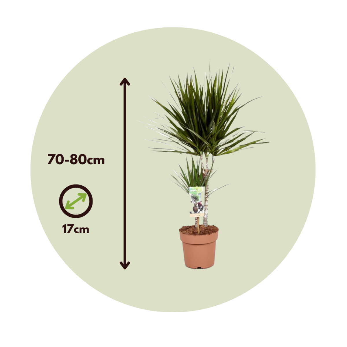 PLANT IN A BOX Dragonnier - Set de 2 - Dracaena marginata - Hauteur 70-80cm - ⌀17cm