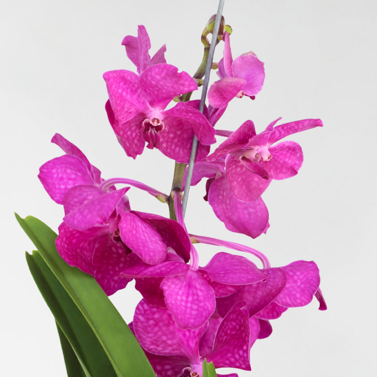 PLANT IN A BOX Orchidée - Vanda 'Tayanee Cerise' - Hauteur 55-65cm