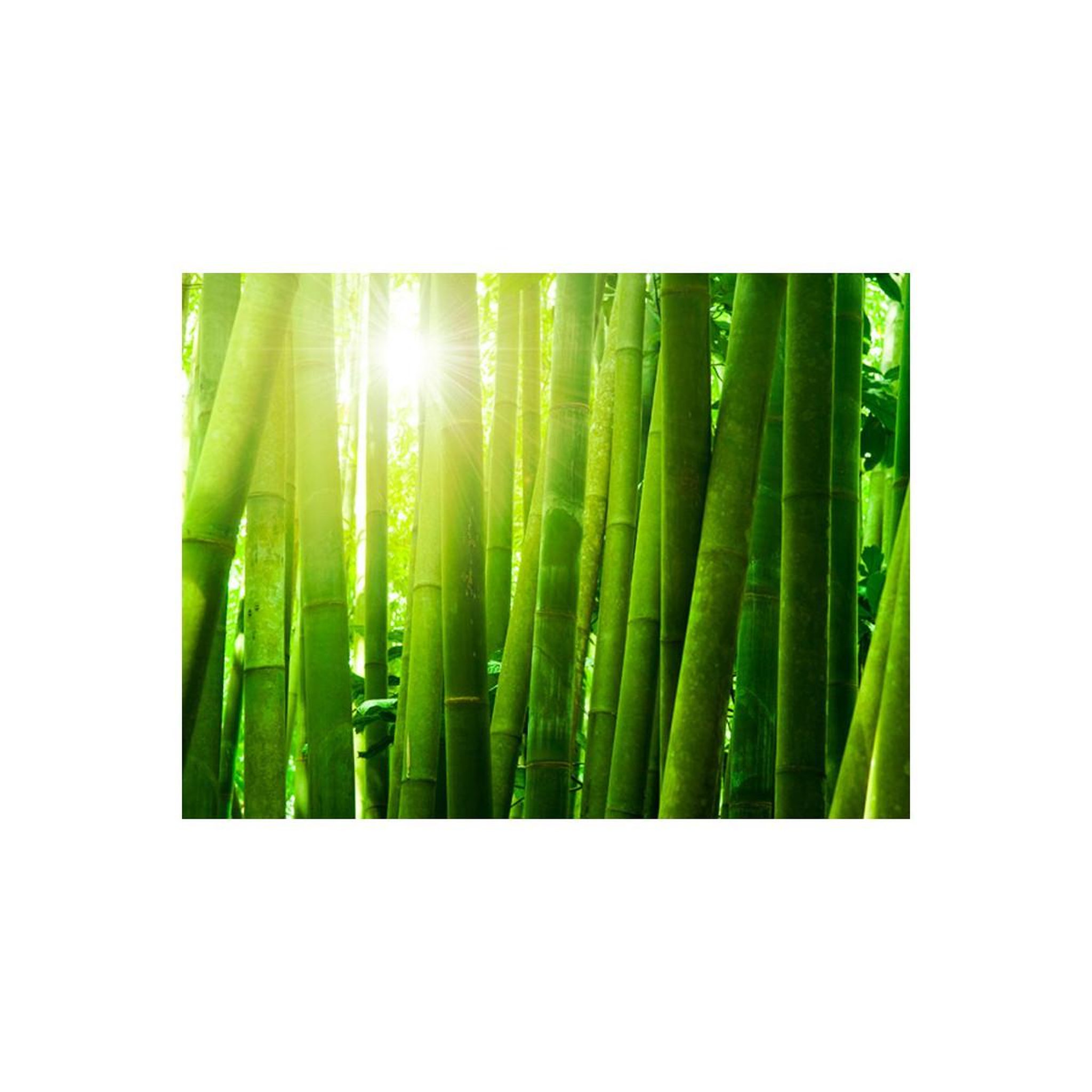 Voir la diapositive 2 : Paris Prix Papier peint  soleil & bambou