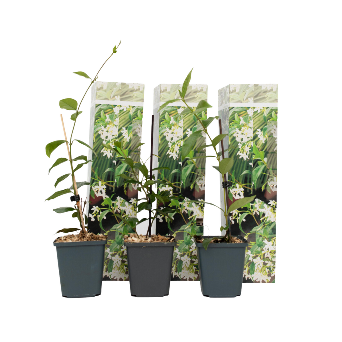 PLANT IN A BOX Jasmin étoilé - Set de 3 - Trachelospermum jasminoides - Hauteur 25-40cm - ⌀9cm