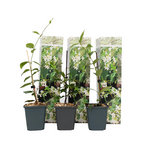 PLANT IN A BOX Jasmin étoilé - Set de 3 - Trachelospermum jasminoides - Hauteur 25-40cm - ⌀9cm