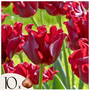 Voir la diapositive 1 : PLANT IN A BOX Bulbes de tulipes 'Red Dress' - Lot de 10 - Rouge foncé - Rustiques & vivaces