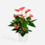Voir la diapositive 6 : PLANT IN A BOX Langue de feu - Anthurium 'Sweet Dream' - Hauteur 35-45cm - ø12cm