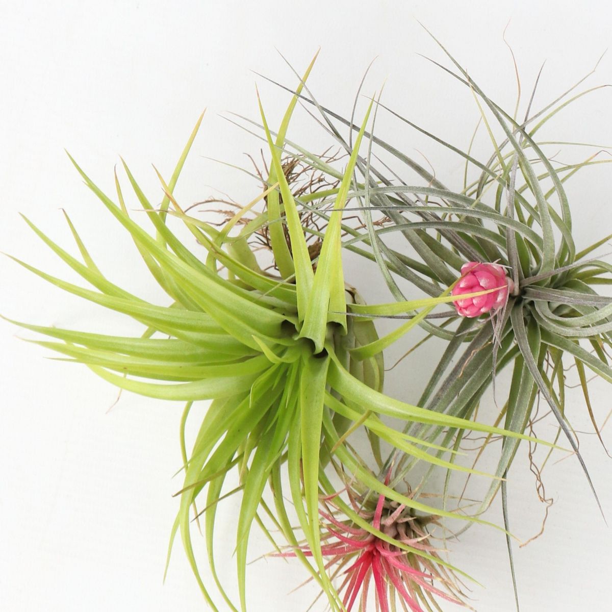 PLANT IN A BOX Plante aérienne - Set de 6 - Tillandsia - Hauteur 5-15cm - ⌀5cm
